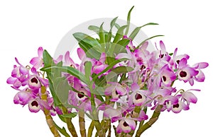 Nobile orchid