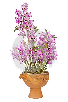 Nobile orchid