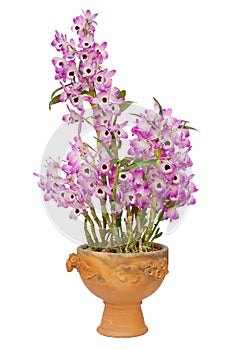 Nobile orchid photo