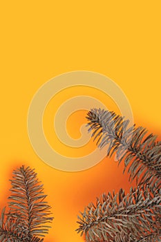 Nobilis fir branches on a yellow background.