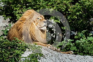 Noble adult male lion resting on stone rock at green bushes background