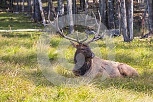 Noble big deer resting in safari park