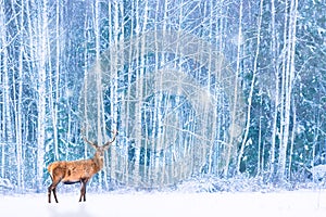 Noble deer against winter snowy forest. Artistic fairy Christmas. Winter seasonal image