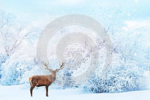 Noble deer on the background of white trees in the snow in the forest. Beautiful winter landscape. Christmas background