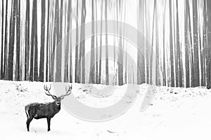 Noble deer in the background of a winter fairy forest. Snowfall. Winter Christmas creative image. Minimalism concept.