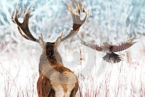 Noble deer with big horns and raven in flight in a winter fairy forest. Christmas winter image