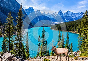 Noble deer with branched horns stands on the high bank of Moraine Lake. Canadian Rockies, Province of Alberta. The concept of