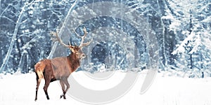 Noble deer Cervus Elaphus  in the winter snow forest. Copy space. photo