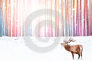 Noble deer in colorful winter fairy forest. Snowfall. Winter Christmas holiday image. Winter wonderland
