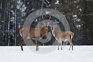 Noble deer family in winter snow forest.