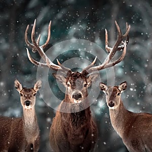 Noble deer family in winter snow forest. Artistic winter Christmas landscape. Square format.