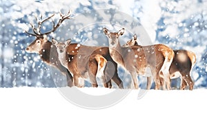 A noble deer with females in the herd against the background of a beautiful winter snow forest.