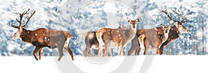 A noble deer with females in the herd against the background of a beautiful winter snow forest. Artistic winter landscape.
