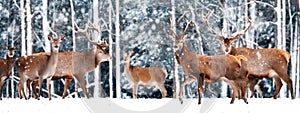 A noble deer with females in the herd against the background of a beautiful winter snow forest. Artistic winter landscape.