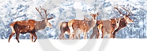 A noble deer with females in the herd against the background of a beautiful winter snow forest. Artistic winter landscape.