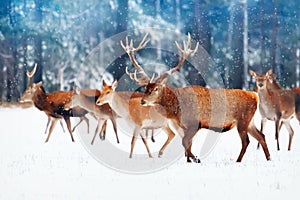 A noble deer with females in the herd against the background of a beautiful winter snow forest. Artistic winter landscape. Christm
