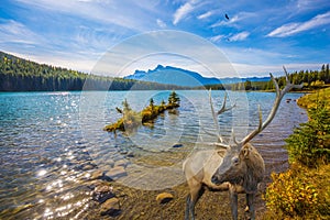 The noble deer graze at the lake