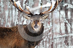 Noble deer male against the background of a beautiful winter snow forest.