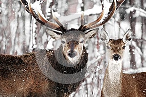 Noble deer male and female against the background of a beautiful winter snow forest.