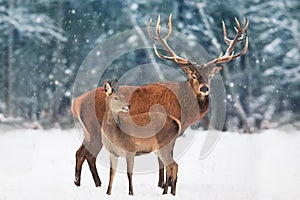 A noble deer male with female in the herd against the background of a beautiful winter snow forest. Artistic winter landscape.