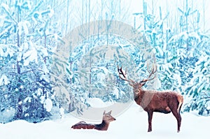 Noble deer male and female in a snowy winter blue forest. Artistic christmas fantasy image in blue and white color