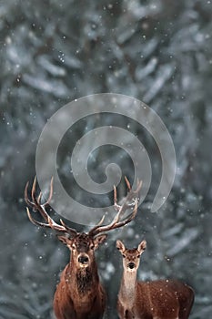Noble deer male and female in winter snow forest. Copy space. Christmas card.