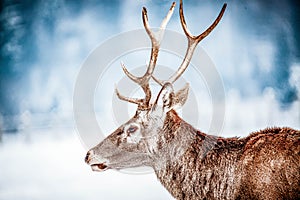 noble deer male in winter snow