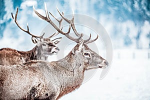 noble deer male in winter snow