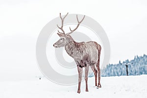 noble deer male in winter snow