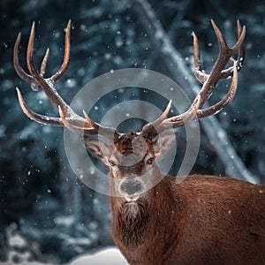 Noble deer male in winter snow forest. Artistic winter christmas landscape. Christmas square image