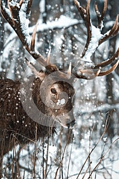 Noble deer male in the winter snow forest. Artistic winter christmas landscape. Winter wonderland