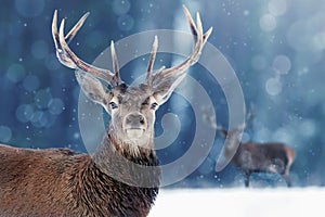 Noble deer male in winter snow forest. Winter christmas image