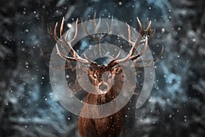 Noble deer male in winter snow forest. Multi exposure