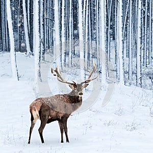 Noble deer male in winter snow forest. Square image.