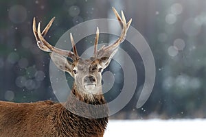 Noble deer male in winter snow forest. Winter christmas image.