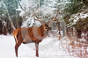 Noble deer males against the background of a beautiful winter snow forest. Artistic winter landscape. Christmas image.