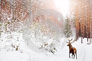 Noble deer in winter fairy forest. Winter Christmas holiday image