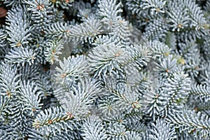 Noble fir, Abies procera Blaue Hexe, close-up leaves