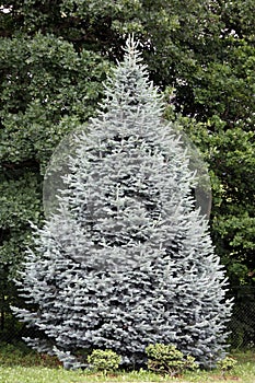 Noble fir or christmastree