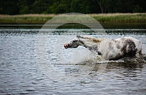 Noble half-blood horse playing and splashing water in the lake