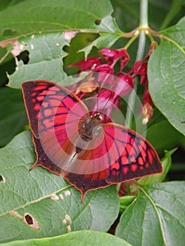 Noble Leafwing Butterfly