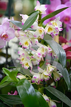 Noble orchid Dendrobium nobile star class white and pink flowers photo