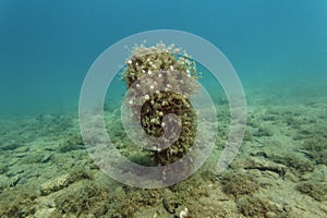 The noble pen shell from the bottom of the Adriatic Sea