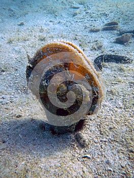 Noble pen shell photo was taken underwater