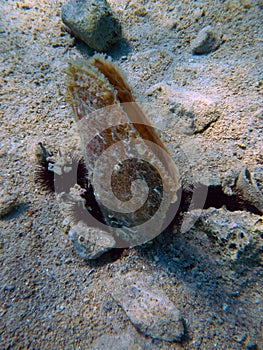 Noble pen shell photo was taken underwater