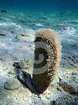 Noble pen shell photo was taken underwater