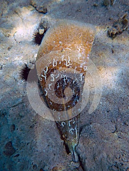 Noble pen shell photo was taken underwater