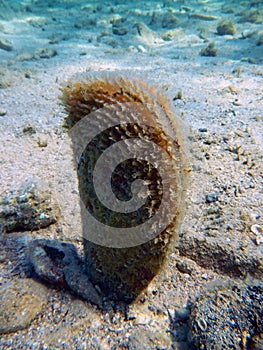 Noble pen shell photo was taken underwater