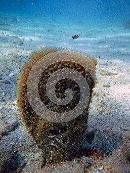 Noble pen shell photo was taken underwater