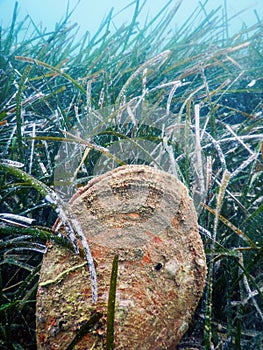 Noble Pen Shell Pinna nobilis Mediterranean Sea